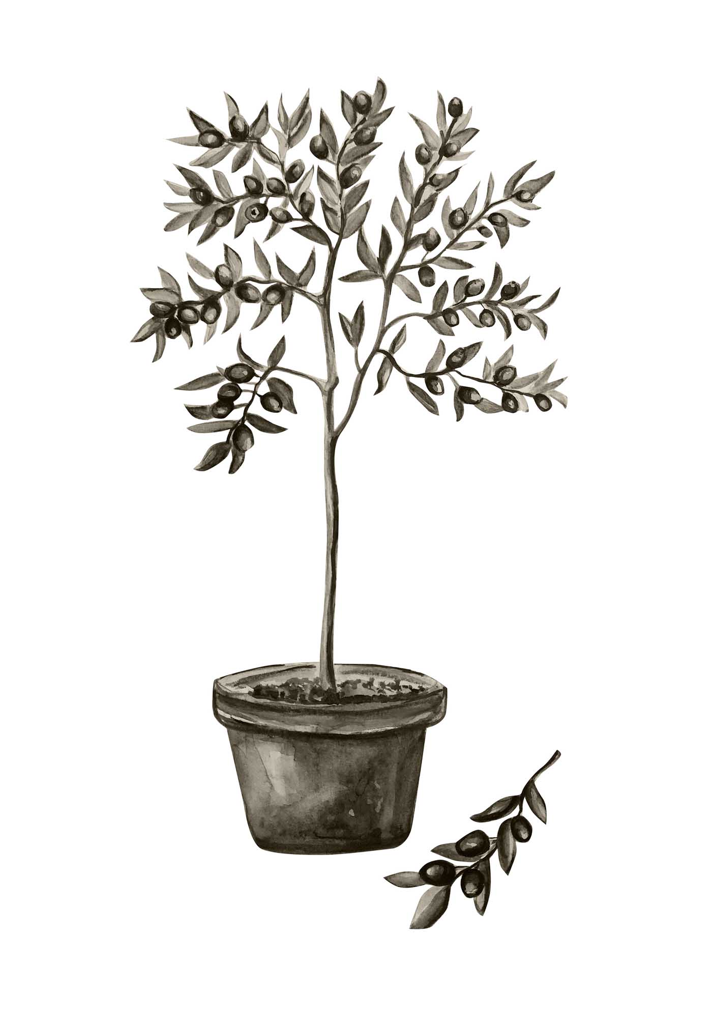 Olive poster 21 x 30 cm Vit/grön Venture Design - utemöbler