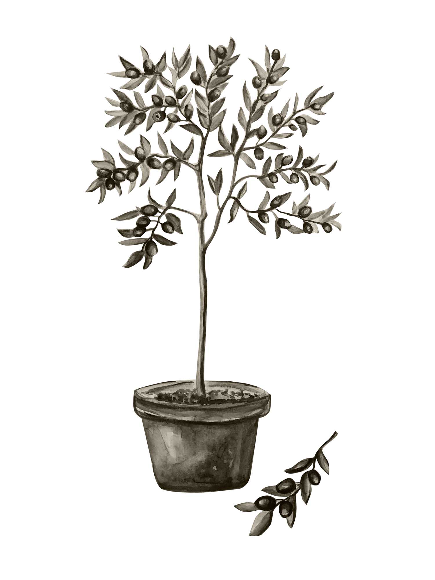 Olive poster 30 x 40 cm Vit/grön Venture Design - utemöbler