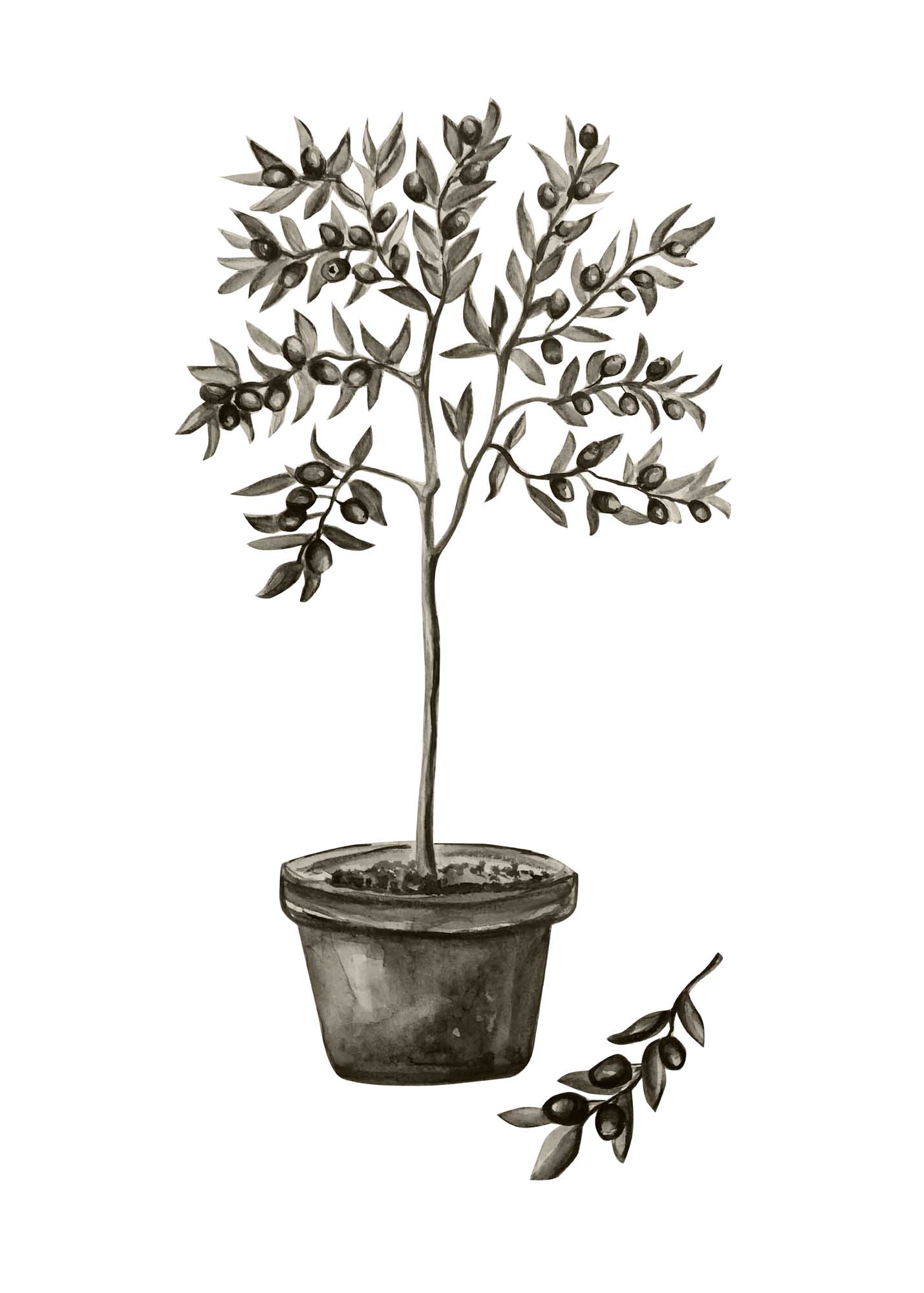Olive poster 50 x 70 cm Vit/grön Venture Design - utemöbler